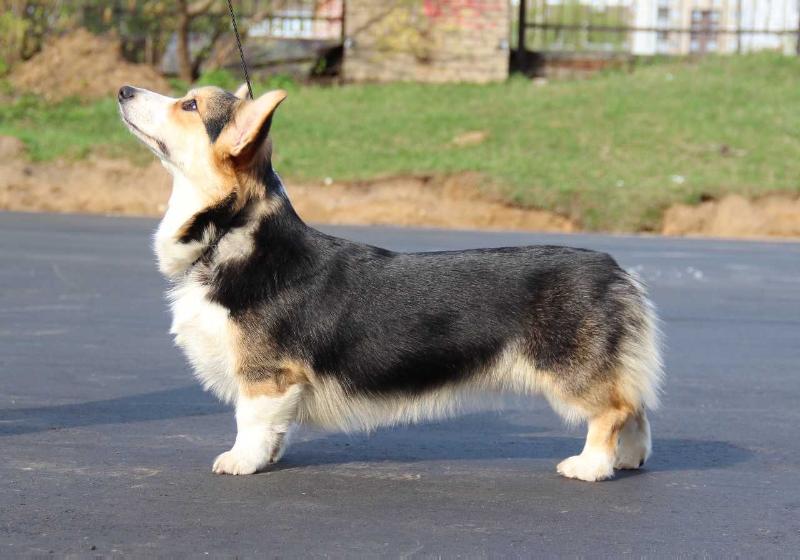 SAP ALTYN WILLI WINKI | Pembroke Welsh Corgi 