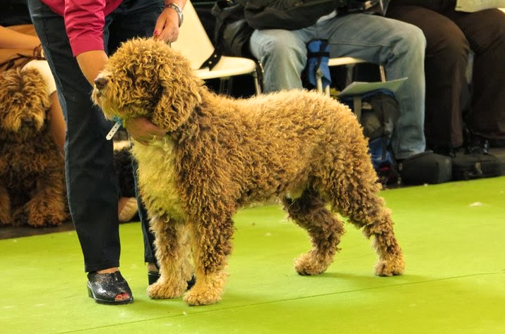 Ulises D´Antrilles | Spanish Water Dog 