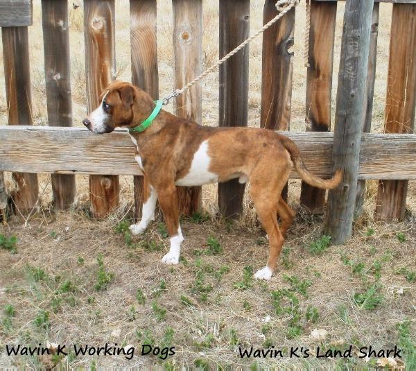 Wavin K's Land Shark | Catahoula Leopard Dog 