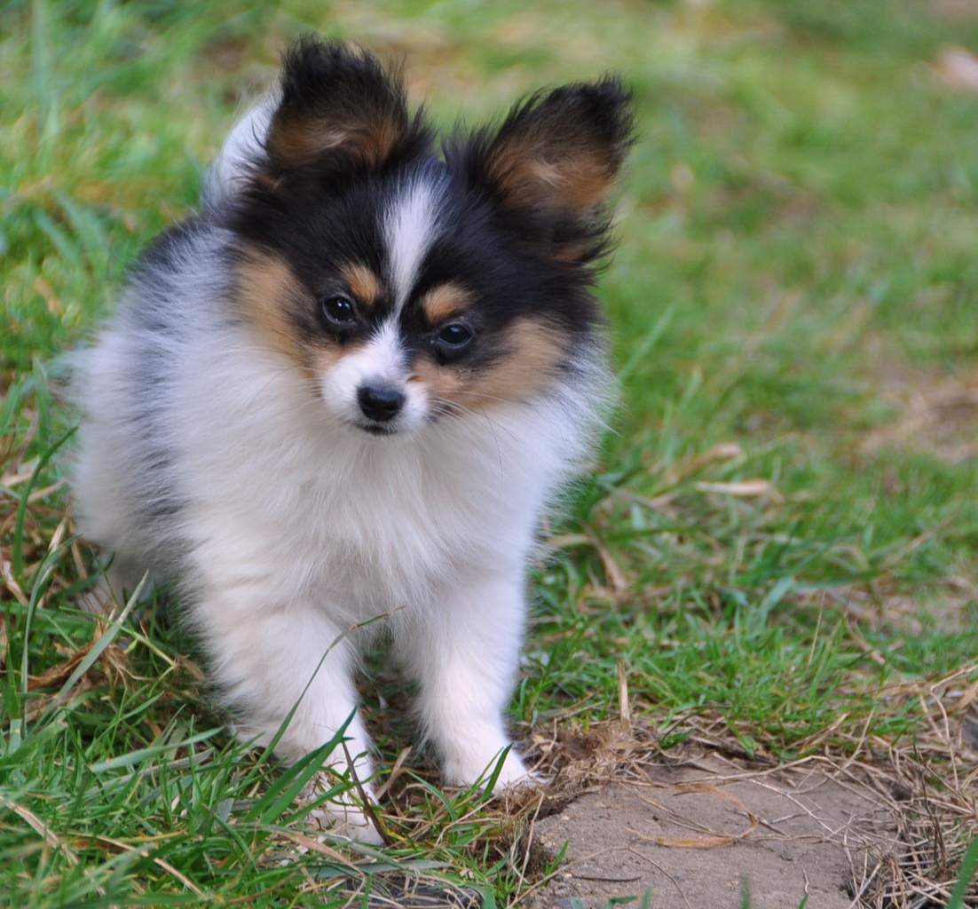 Papillon