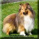 Valerina Ross DANISH BREEZE | Shetland Sheepdog 