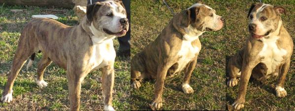 Shay's Jill | Alapaha Blue Blood Bulldog 