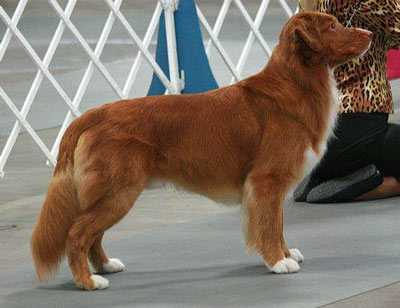 QuinnCreek's Montana Premier | Nova Scotia Duck Tolling Retriever 