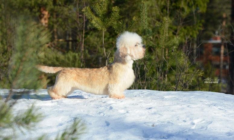 Danchester's Keep Your Eyes On Me | Dandie Dinmont Terrier 