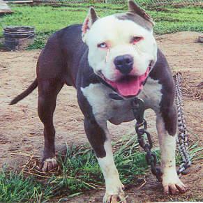 Chaos' Blue 8-Baller | American Pit Bull Terrier 