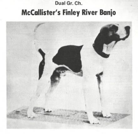 McCallister's Finley River Banjo | Treeing Walker Coonhound 