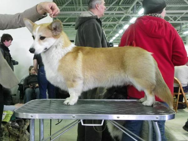 Welshcorgimania angel in disguise | Pembroke Welsh Corgi 