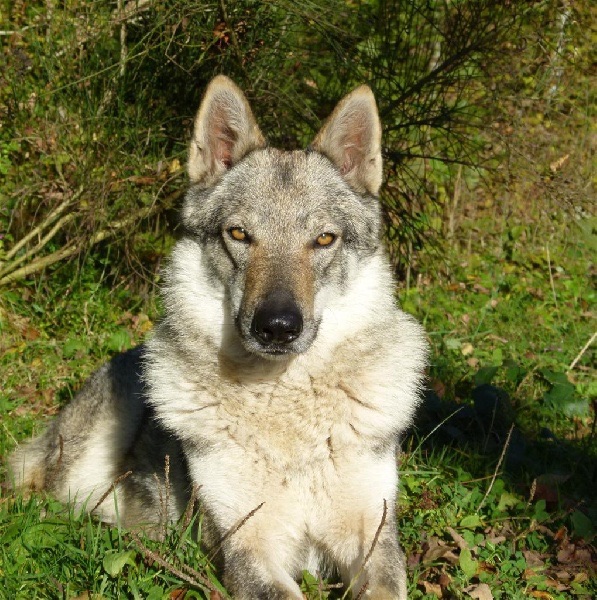 Deva Kalicz Du Clos Des Guerriers | Czechoslovakian Wolfdog 