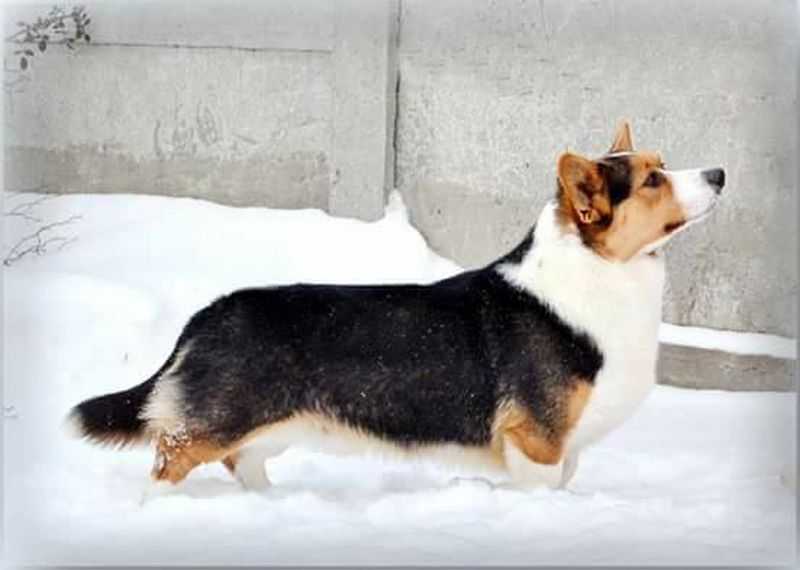 Milend’s Angie Rolling’s | Cardigan Welsh Corgi 