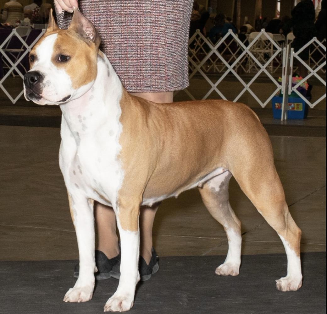 Bear Mountain Orion Sassafras | American Staffordshire Terrier 