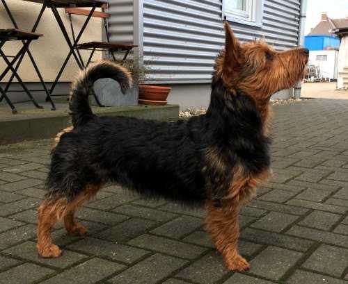 D Nebes Temnaya Deva | Australian Terrier 