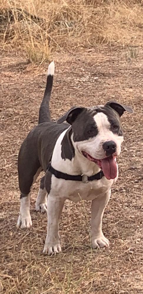 E-Mail from Spain de Campdorcan | American Staffordshire Terrier 
