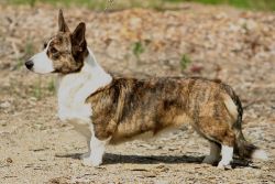 Shiwacca Adlam Adlais | Cardigan Welsh Corgi 