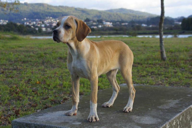 Lima da Porta do Olival | Portuguese Pointer 