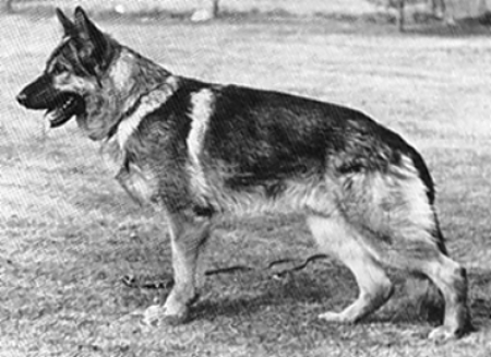 Lork vom Wasserrad | German Shepherd Dog 