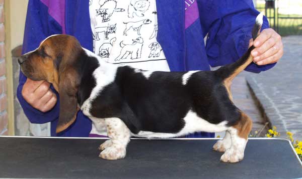 Franbar's Notorius | Basset Hound 