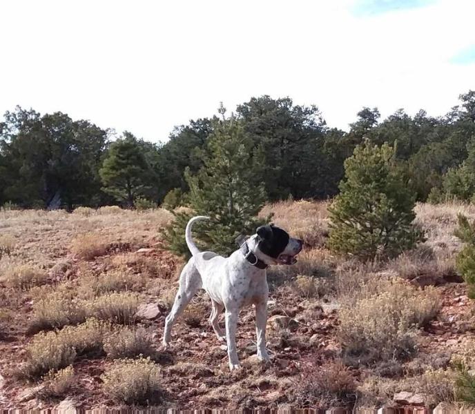 Cowan's Eli of Steelbridge | American Bulldog 