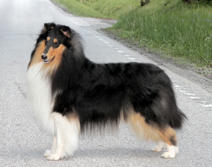 Overland Hidden Agenda | Rough Collie 