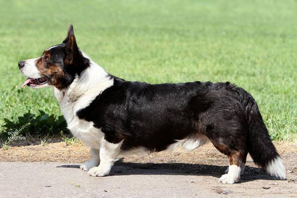 Zamok Svyatogo Angela FAVORIT | Cardigan Welsh Corgi 