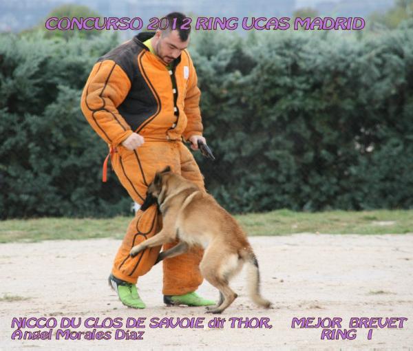 Nicco du Clos de Savoie | Belgian Malinois 