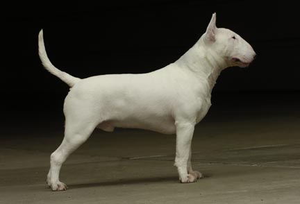 Dajan Top Act With Action ROM | Bull Terrier 