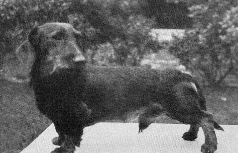 Mursch av Ullinge | Dachshund 