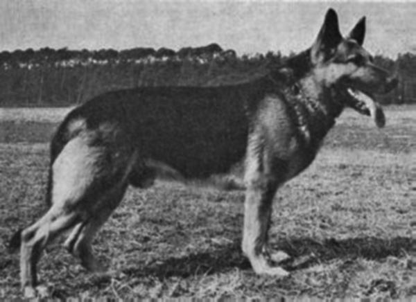 Ingo von der Schinklergrenze | German Shepherd Dog 