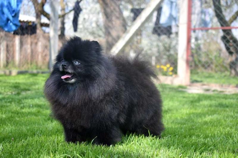 Black Caviar iz Russkogo Dvora | Pomeranian 