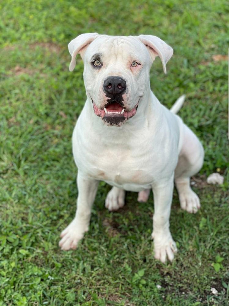 yayo | American Bulldog 