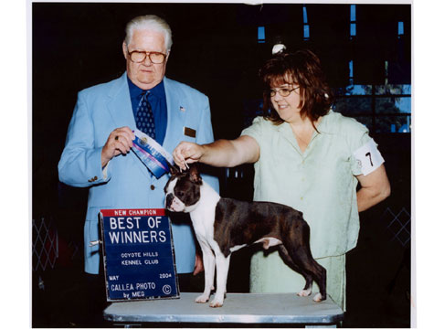 Cool's Elite Walk In The Park | Boston Terrier 