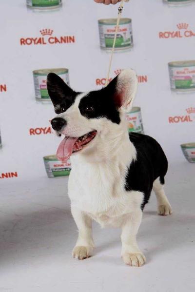 Zalvija Gyvates Asara | Cardigan Welsh Corgi 