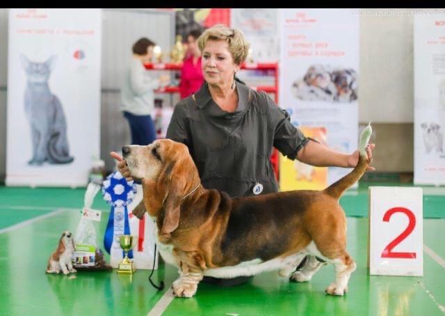 Ilga Lotos Mavrikiy | Basset Hound 