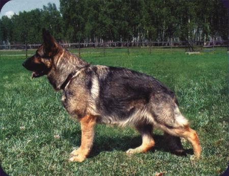 Ergy Ukrainian Land | German Shepherd Dog 