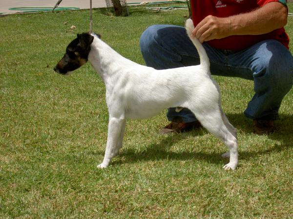 Tio Sam Von Haus Lusitania | Smooth Fox Terrier 