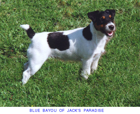 Blue Bayou of Jack's Paradise | Jack Russell Terrier 