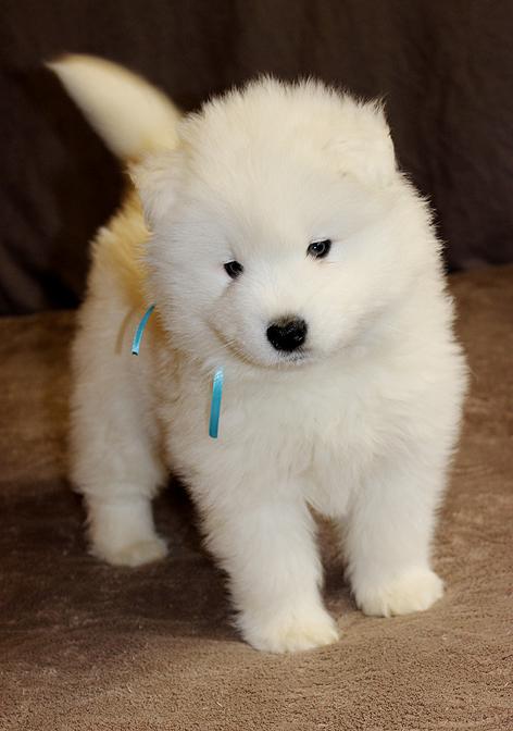 IZDOMASU OCHAROVANNYI STRANNIK | Samoyed 