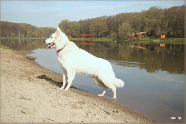 Sladkaya Radost` Doch Martu | White Swiss Shepherd Dog 