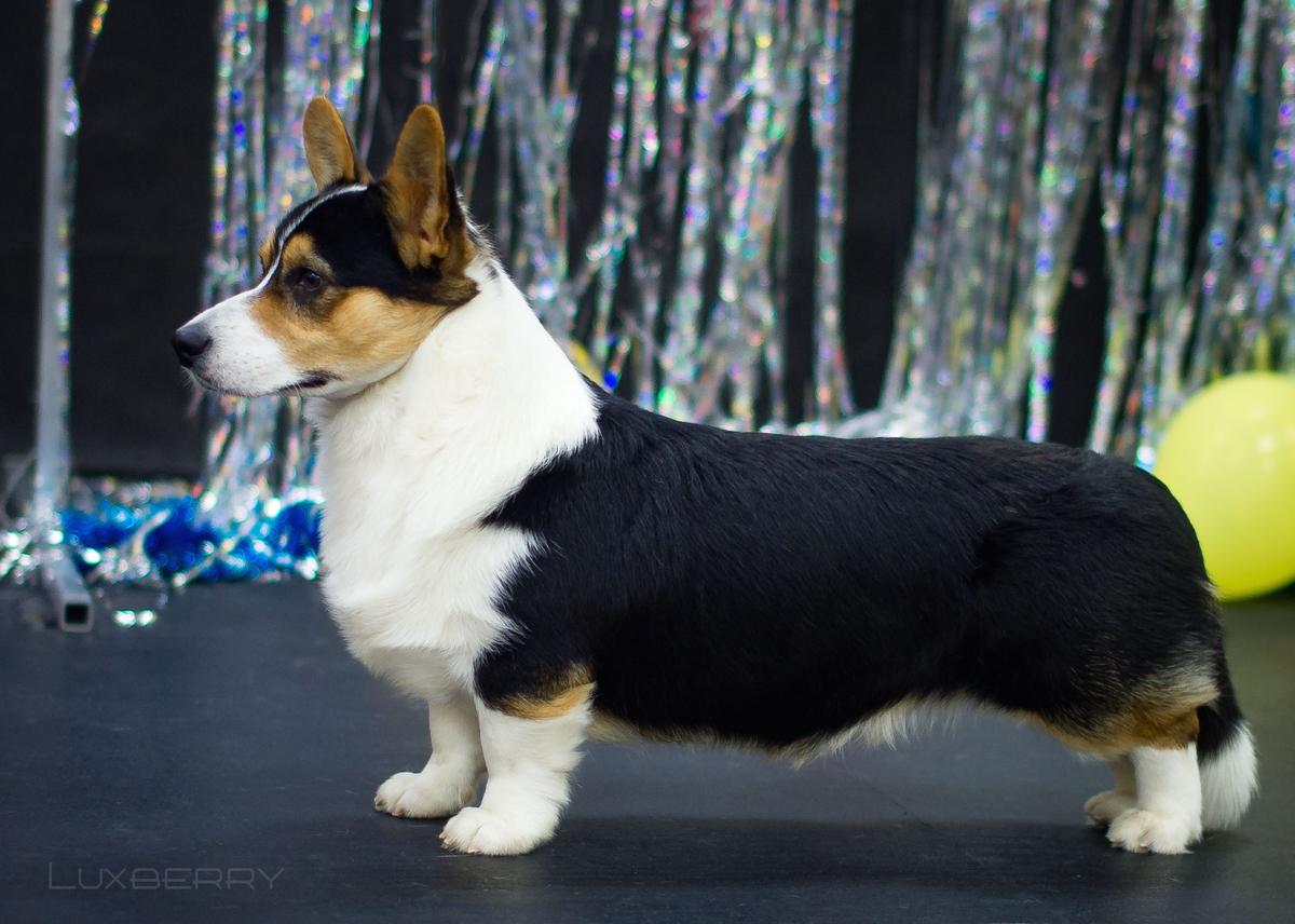 LUXBERRY SHINING IN THE DARK | Cardigan Welsh Corgi 