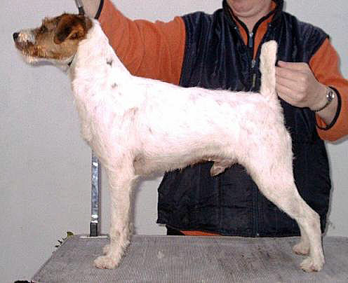 Howlbeck Mac In Dee | Parson Russell Terrier 