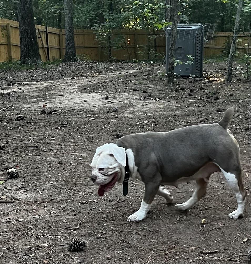 Jacobs' Ghost Face | Olde English Bulldogge 