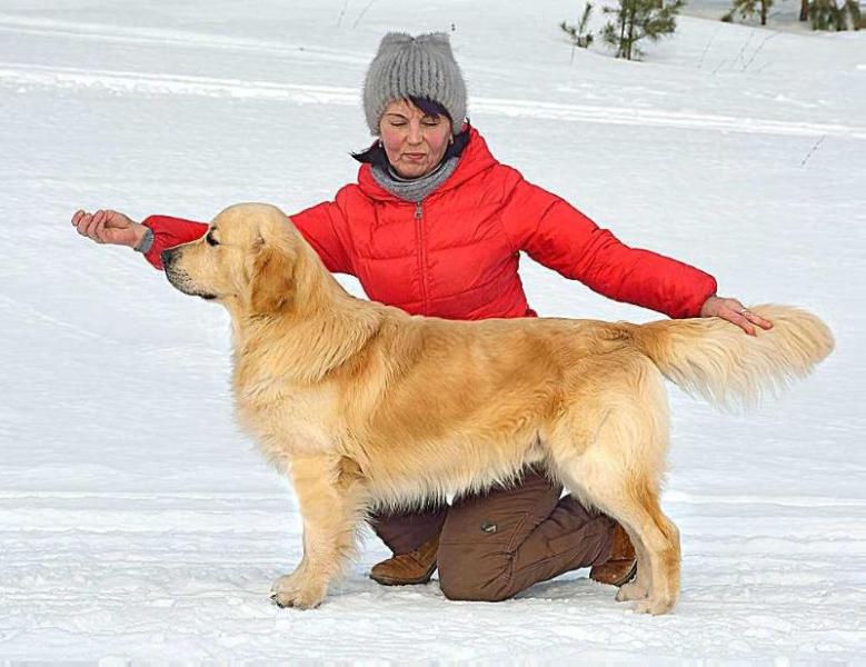 ORO MAGNIFICO MAFFIN | Golden Retriever 