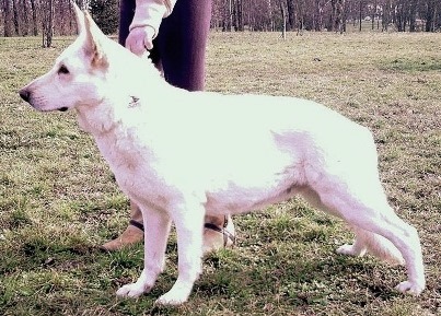 Zanna Bianca | White Swiss Shepherd Dog 