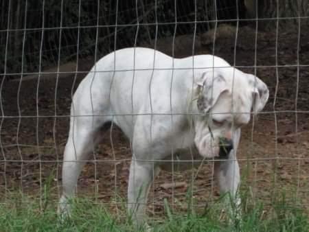 Stevenson's Babydoll II | American Bulldog 