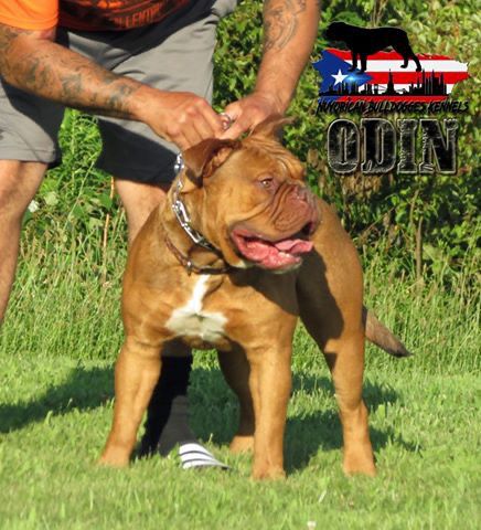 Nuyorican Bulldogges Odin | Olde English Bulldogge 