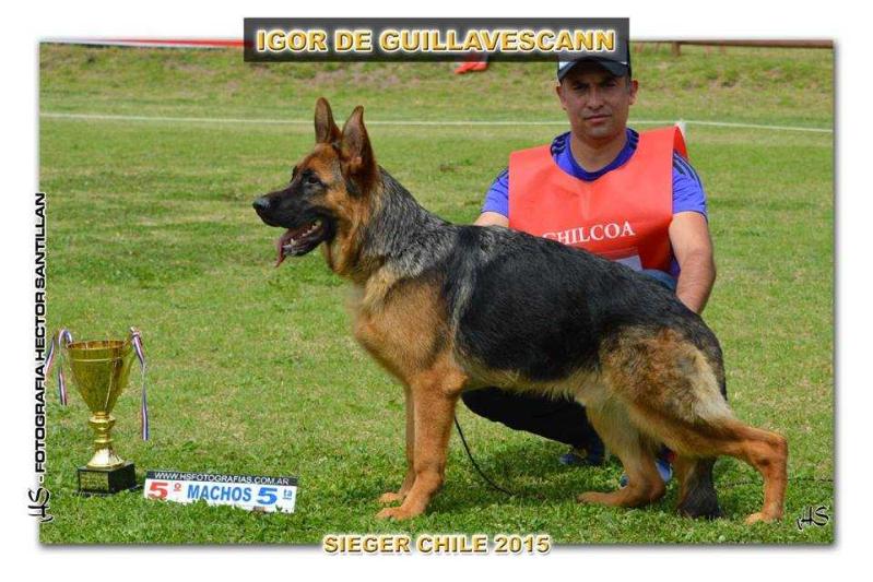 Igor De Guillavescann | German Shepherd Dog 