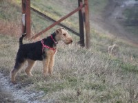 Syrius-Laybel W. Carol | Welsh Terrier 