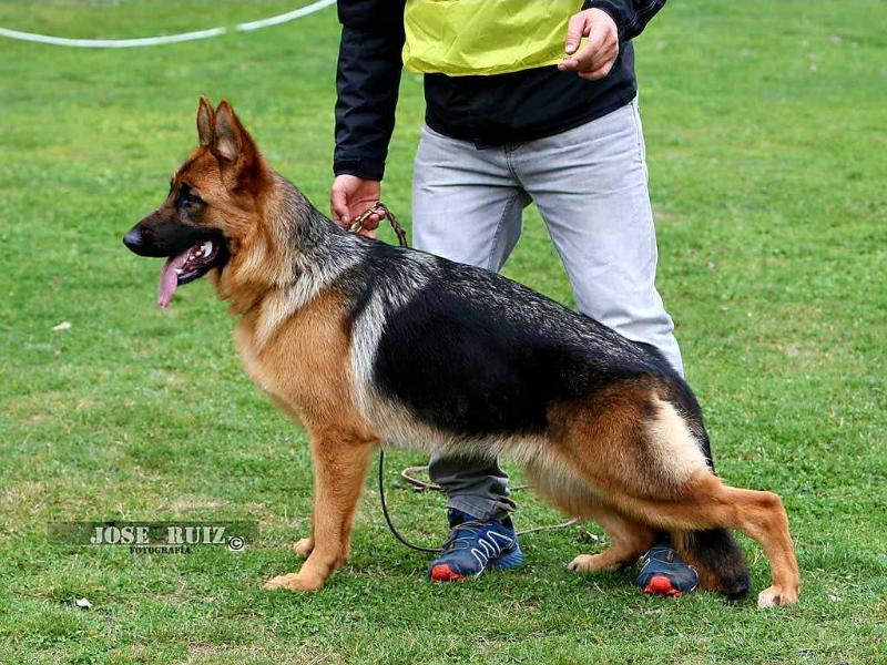 Zara II  de Villalazan | German Shepherd Dog 