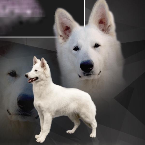 Famouse Like a Star vom Sutumer Grund | White Swiss Shepherd Dog 