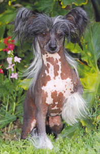 Moonswift Kalon Krusader | Chinese Crested 