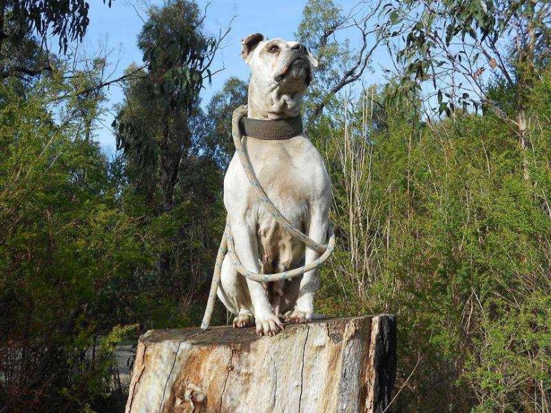 FBK'S Egyptus | American Bulldog 